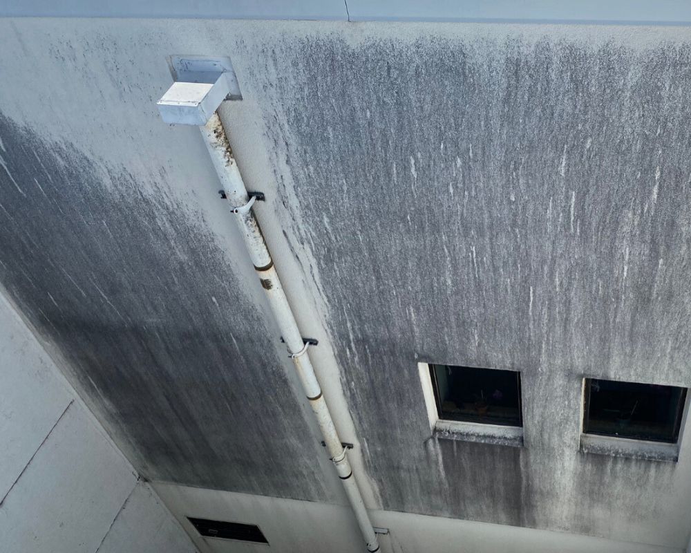 Whiskey Fungus: How To Clean